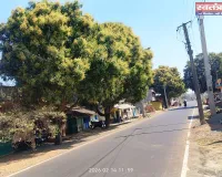 मंजरों से लदा आम वृक्ष आम फसलें अधिक होने की सम्भावना से कृषकों में छाया उल्लास