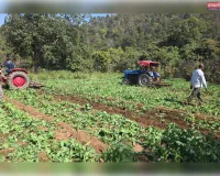 चौपारण थाना क्षेत्र में अवैध अफीम की खेती का किया गया विनष्टीकरण, करीब 10 एकड़ में लगी फसल नष्ट