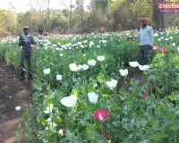 चौपारण थाना क्षेत्र में अवैध अफीम की खेती नष्ट