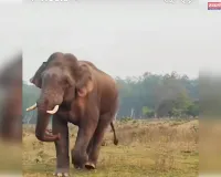 गोमिया में हाथियों का कहर जारी