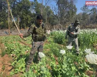 चौपारण थाना क्षेत्र में अवैध अफीम की खेती का किया गया विनष्टीकरण, क़रीब 10 एकड़ फसल नष्ट