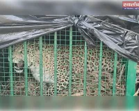 नौरंगाबाद में पिंजरे में कैद हुआ 'दहशत' का पर्याय बना तेंदुआ