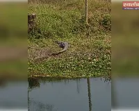 टहारा सुखनी सायफन में किनारे लेटा दिखा विशालकाय मगरमच्छ