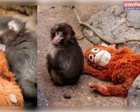 पंच-कुन: एक खिलौने की गोद में मां की ममता तलाशता नन्हा बंदर