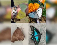 बरेली क्षेत्र में तितलियों की घटती प्रजातियाँ: जैव विविधता संरक्षण की आवश्यकता चंचल श्रीवास्तव 