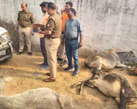 बीजपुर -शांतिनगर पुनर्वास प्रथम बाईपास  रोड पर तेज रफ्तार  बोलेरो का तांडव, चालक फरार