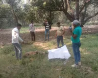 11 केवी लाइन की चपेट में आया बंदर, दर्दनाक मौत; बिजली कर्मियों ने किया अंतिम संस्कार