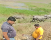 पनियहवा:  ट्रेन की चपेट में आने से मादा मगरमच्छ की मौत, क्षेत्र में मचा हड़कंप