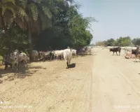 किसानों के लिए मुसीबत बने छुट्टा पशु