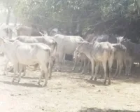 बस्ती में सवालों के घेरे में सीएम का ड्रीम प्रोजेक्ट कान्हा गोशाला मर रहे हैं गौशाला के जानवर