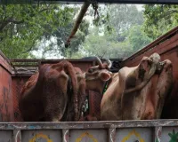 ट्रक में प्रतिबंध पशुओं को ले जाते पुलिस ने पकड़ा 