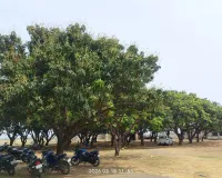 ऋतुराज बसंत की बासंती सौंदर्य की निखर रही है प्राकृतिक सुषमा