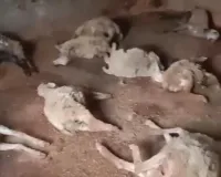 आवारा कुत्तों के हमले में 32 भेड़ों की मौत