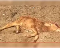 गौशाला में गोवंशीय पशुओं के नाम पर खुली लूट, सामूहिक कब्रें मिलने से मचा हड़कंप