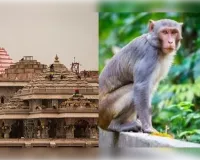 धार्मिक स्थलों को क्यों नही मिलती बंदरों से मुक्ति
