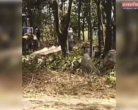 वन माफिया का कहर: प्रतिबंधित पेड़ों की कटाई पर भी नहीं जागा प्रशासन