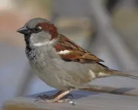 एक चिड़िया, अनेक चिड़िया, घर में क्यों नहीं आती चिड़िया