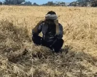 कानपुर में बारिश और ओलावृष्टि का कहर: सैकड़ों बीघा गेहूं की फसल तबाह