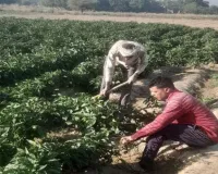 ‘पर ड्रॉप मोर क्रॉप’ से बदली किसान की किस्मत