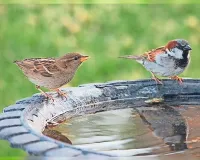 जलती धरती पर करुणा की छांव: प्यासे परिंदों के लिए इंसानियत का सबसे सुंदर अभियान
