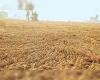 बे मौसम बारिश ने तोड़ी किसानों की कमर गेहूं की फसल बर्बाद