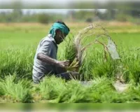 बिना फार्मर रजिस्ट्री अब किसानों को पीएम किसान फसल बीमा सहित अन्य योजनाओं का लाभ नहीं मिलेगा