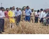 पाली में गेहूं की क्रॉप कटिंग, औसत उत्पादन 38 कुंतल प्रति हेक्टेयर