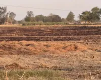 कंबाइन मशीन की चिंगारी से 80 बीघा गेहूं की फसल जलकर राख, 21 किसान परिवार प्रभावित