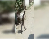 कैमरे में कैद चोर पर 25 हजार का इनाम घोषित 