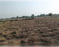 बेमौसम बारिश और आंधी से किसानों की बढ़ी चिंता, गेहूं की फसल को नुकसान