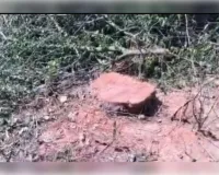 मऊ गांव में हंसवा ड्रेन की पटरी पर खड़े बेशकीमती सरकारी पेड़ों पर वन माफियाओं ने चलाया आरा