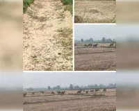 सूखी नहरे सूखे तालाब पानी की तलाश में भटक रहे बेजुबान जानवर