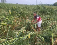 आंधी-तूफान और ओलावृष्टि से फसलों को भारी नुकसान, किसान चिंतित