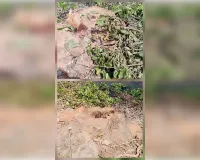 हरे भरे पेड़ों पर चला लकड़कट्टो का आरा 