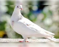 कहां गए शांति के कपोत उड़ाने वाले?