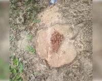 प्रतिबंधित पेड़ो पर आरा चला रहे है लकड़कट्टे