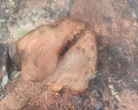 हर्रैया रेंजर शारदानंद तिवारी के लम्बे अवकाश का पूरा फायदा उठा रहे लकड़ी माफिया