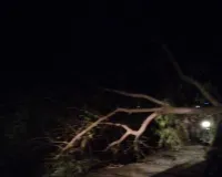 कोन क्षेत्र में आंधी तूफान ने मचाई तबाही, जगह जगह गिरे पेड़