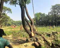 मलिहाबाद में बेखौफ लकड़ी तस्कर: वन विभाग की नाक के नीचे उजड़ रही ग्रीन बेल्ट