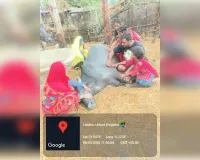 तेज गरज चमक के साथ गिरी आकाशी बिजली एक भैंस की मौत।