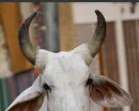 स्मार्ट शहर में गौमाता...!