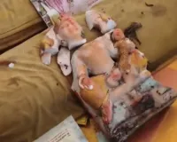 धनरूआ बाजार स्थित पंच शिव मंदिर में मूर्ति चोरी की कोशिश नाकाम