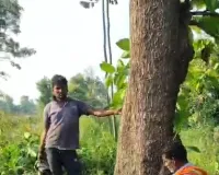 पडरौना वन क्षेत्र में दिनदहाड़े पेड़ कटान का वीडियो वायरल, ग्रामीणों ने वन विभाग पर लगाया मिलीभगत का आरोप