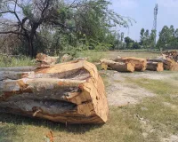वन माफिया बेखौफ होकर चला रहे हरियाली पर आरा