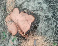 महराजगंज कोतवाली क्षेत्र के कुबना गांव में फलदार पेड़ों पर ठेकेदार द्वारा चलाया गया आरा