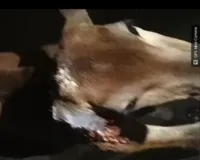 दो दिन से सरकारी विद्यालय में घायल अवस्था में घूम रहा गाय का बछड़ा, माट साहब का नहीं गया ध्यान