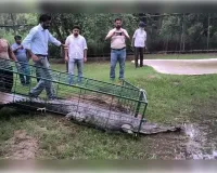 राजस्थान नहर से एक बड़ा घड़ियाल बचाया गया