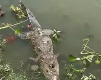 कानपुर में गंगा किनारे मिला मगरमच्छ का शव, सिर पर चोट के निशान, मार कर फेंकने का आरोप 