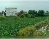 तमसा की अंतिम सांसें: जलकुंभी का कहर, गंदगी का तांडव