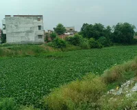 तमसा की अंतिम सांसें: जलकुंभी का कहर, गंदगी का तांडव
